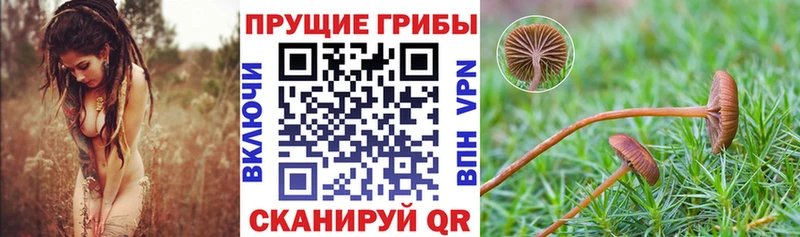 Купить закладки  Богородицк  Псилоцибиновые грибы Cubensis 